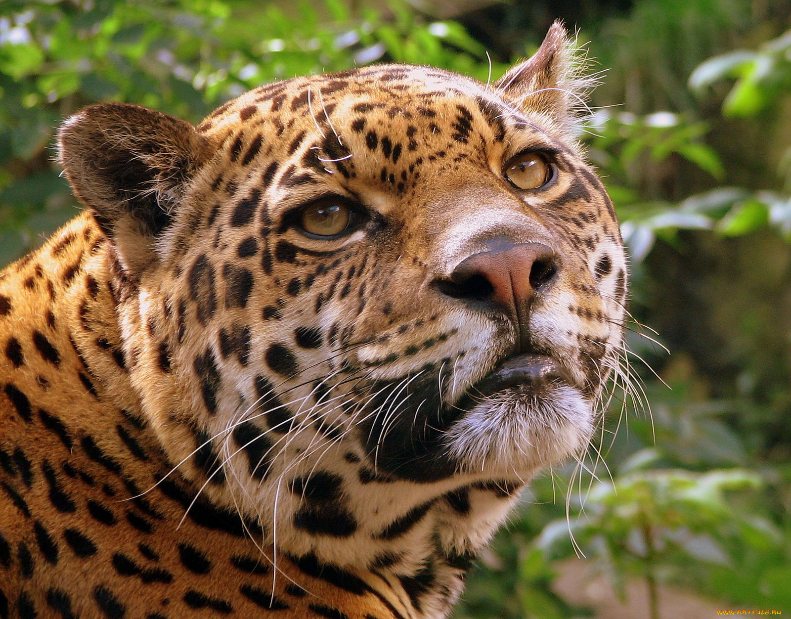 , , jaguar